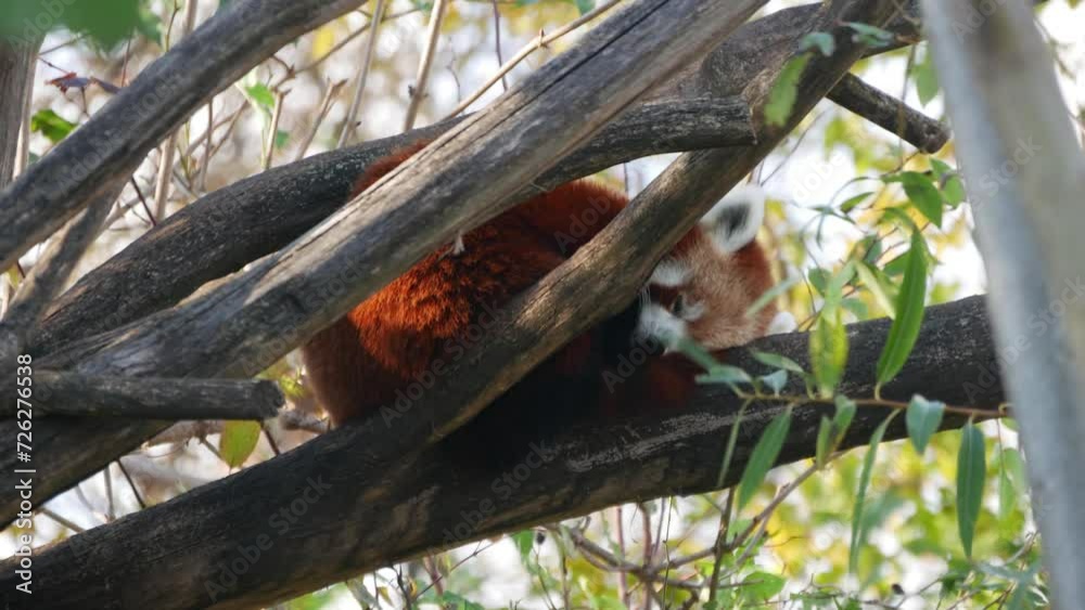 Red panda lying on tree Red panda lying on tree