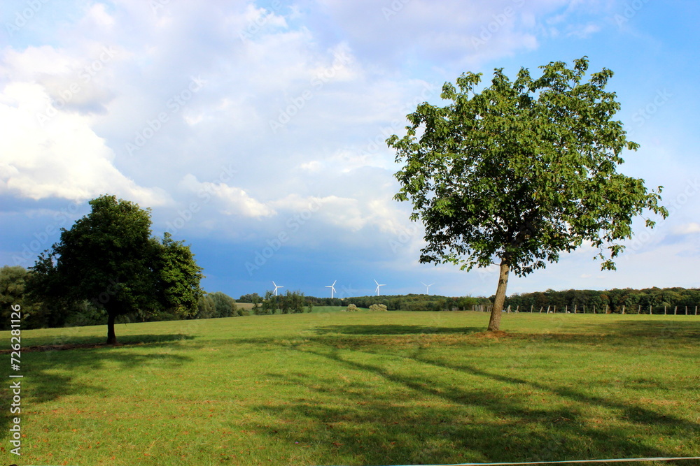 Baum Landschaft Natur Umwelt Ökoogie Umweltschutz 