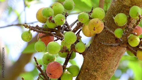 Ficus Racemosa, one of genus ficus fruit. Popularly known as the cluster fig tree, Indian fig tree or gular fig photo