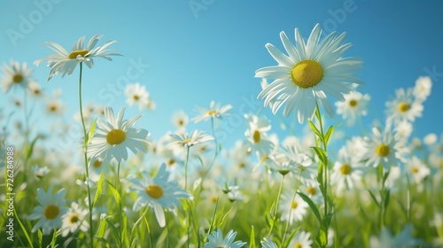 A Field of White Daisies Under a Blue Sky