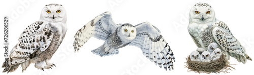 Watercolour style illustration clipart bundle of snowy owls isolated on a white background photo