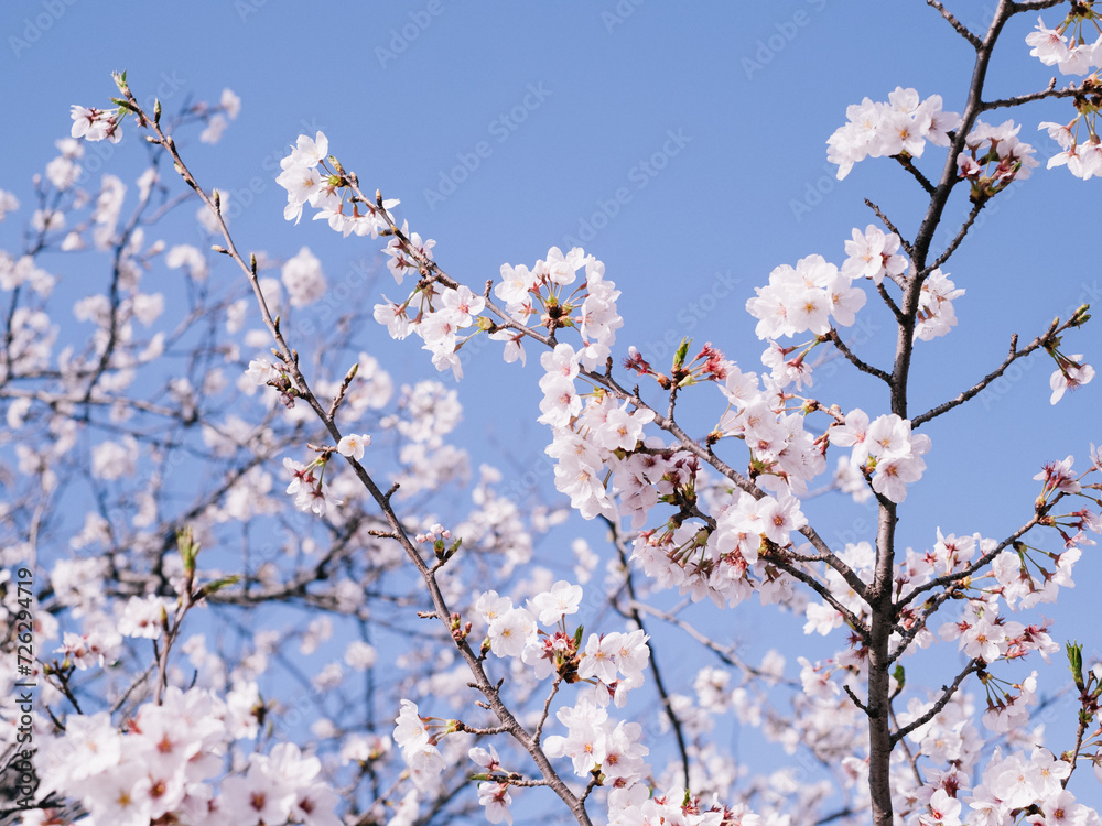 青空に咲く桜 青空に咲く桜