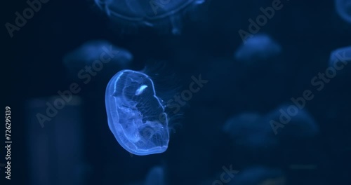 Blue jellyfish swim on dark background. Abstract, mesmerizing water world. Many small jelly moving in artificial aquarium water. Ocean underwater organisms. Sea jellyfishes in smooth motion. 4k video