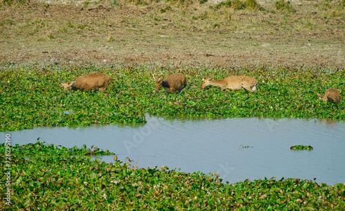 Eastern Swamp Deer at Kaziranga National Park, Assam photo