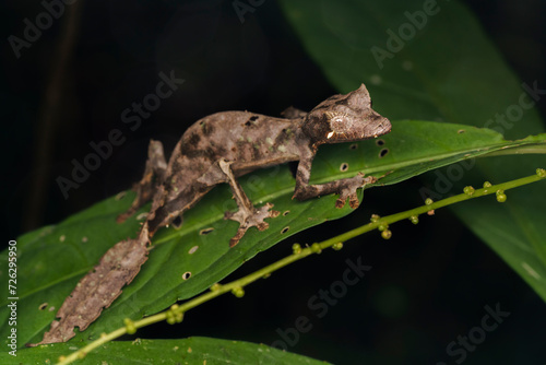 Satanic leaf-tailed gecko (Uroplatus phantasticus) photo