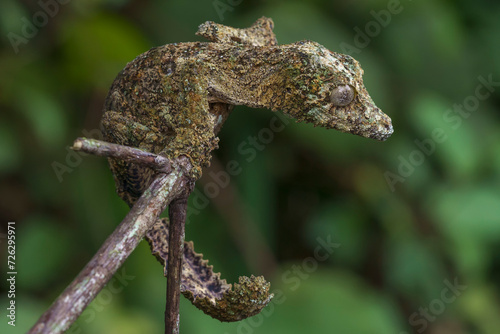 Leaf tailed gecko (Uroplatus sikorae)