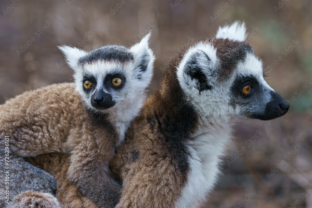 Fototapeta premium Ring tailed lemur (Lemur catta) in the wild