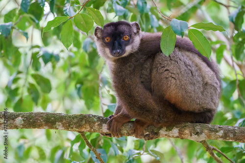 Fototapeta Naklejka Na Ścianę i Meble -  Common brown lemur (Eulemur fulvus) in the wild