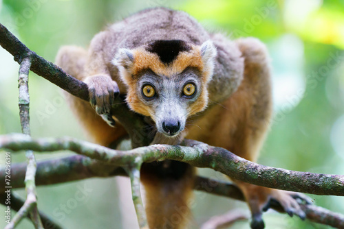 Crowned lemur (Eulemur coronatus) in the wild