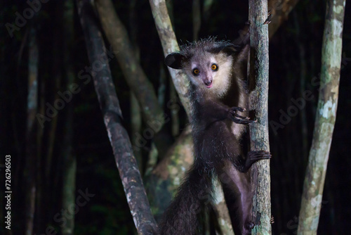 Aye aye lemur (Daubentonia madagascariensis) in the wild at night photo