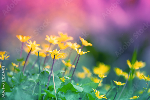 Ficaria verna flowers in spring. Nature background © vvvita