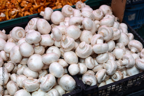 white champignons in a large plastic box at the market. Collection, harvest of mushrooms. Trade in fresh products wholesale and retail. Close-up