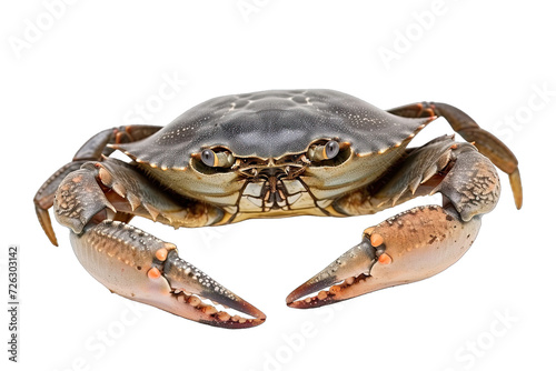 Close up of beautiful mud crab isolated on tansparent background