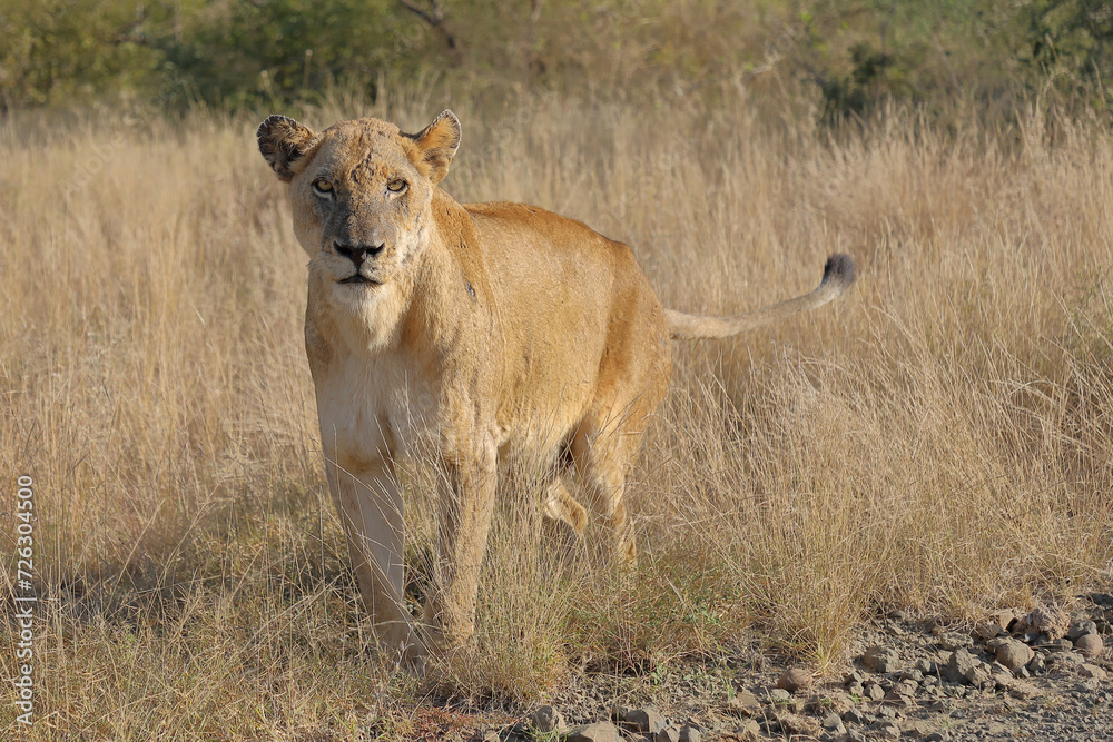 Afrikanischer Löwe / African lion / Panthera leo. Afrikanischer Löwe / African lion / Panthera leo.