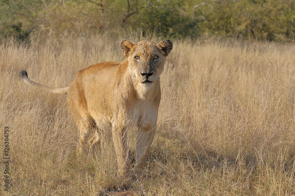 Afrikanischer Löwe / African lion / Panthera leo. Afrikanischer Löwe / African lion / Panthera leo.
