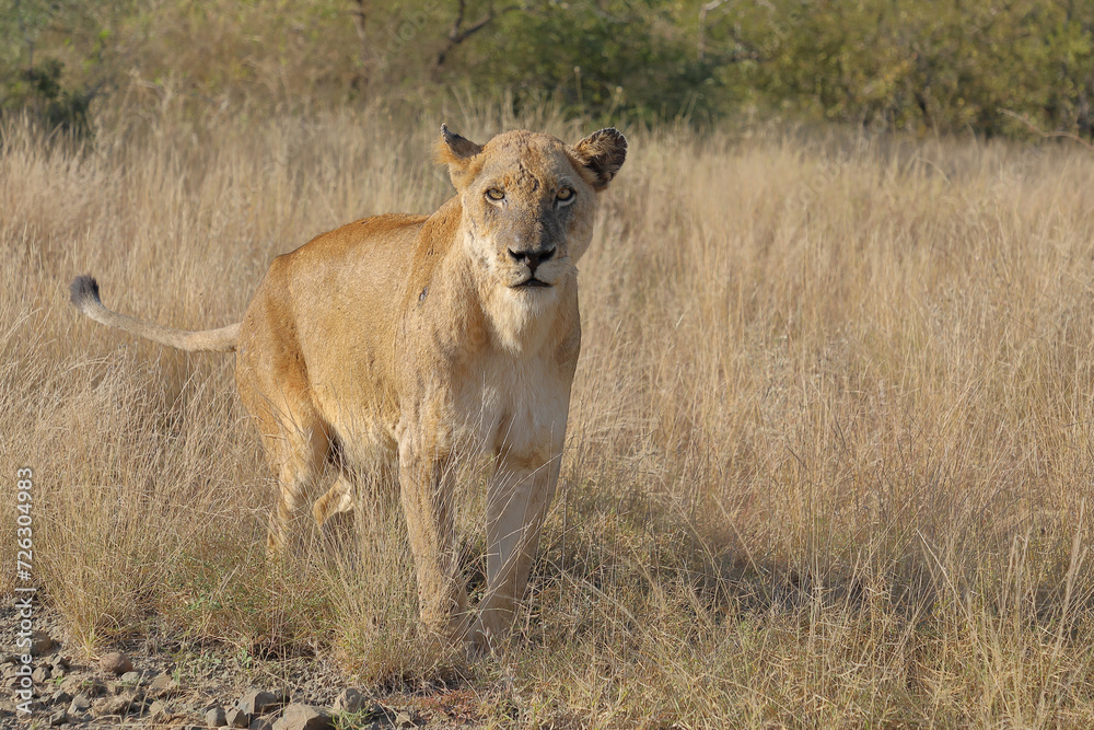 Afrikanischer Löwe / African lion / Panthera leo. Afrikanischer Löwe / African lion / Panthera leo.