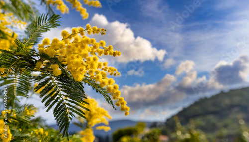  Mimosa bush with yellow flowers. Mimosa in bloom against blue skyand white clouds. Symbol of 8 March, Women's day. Acacia dealbata 