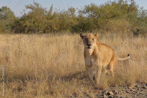 Afrikanischer L  we   African lion   Panthera leo.