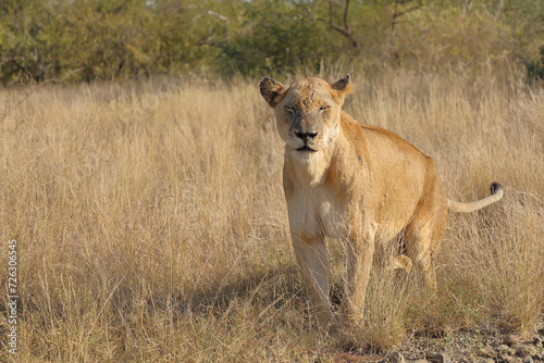 Afrikanischer Löwe / African lion / Panthera leo.