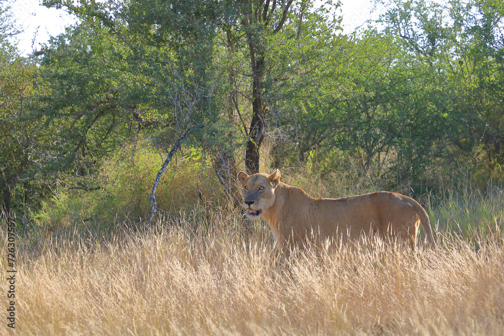 Afrikanischer Löwe / African lion / Panthera leo. Afrikanischer Löwe / African lion / Panthera leo.