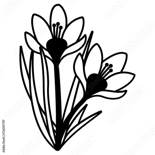 Crocus flower glyph and line vector illustration