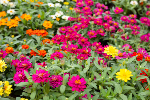 Zinnia flower in the garden