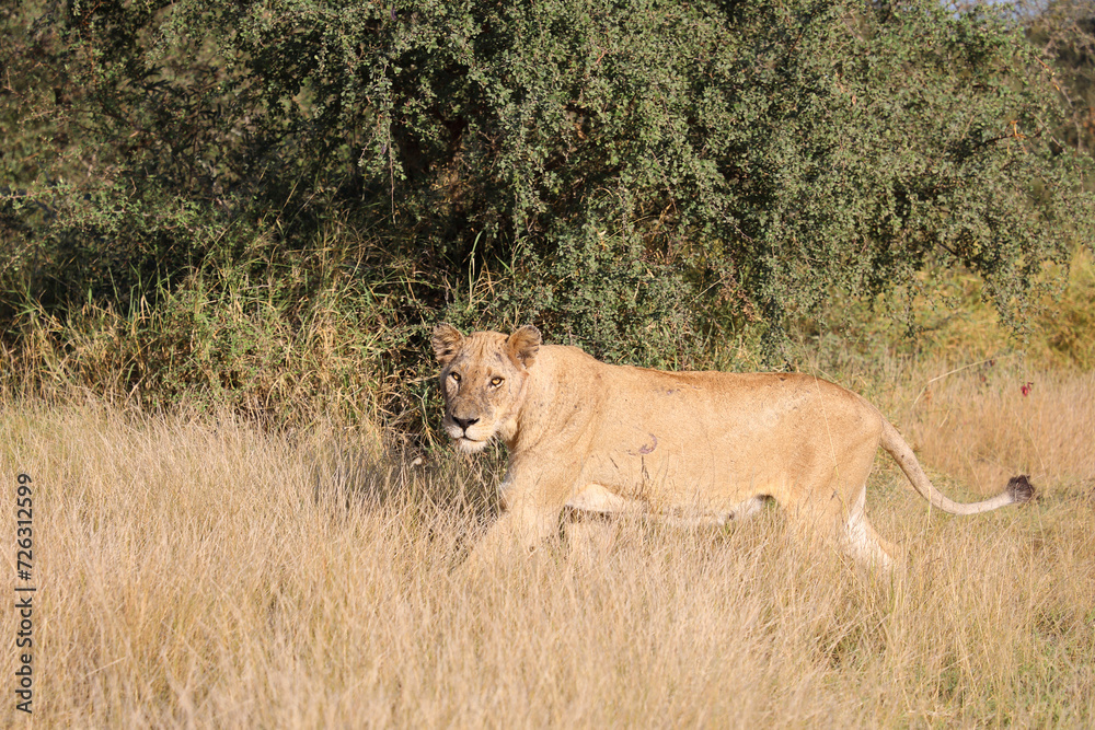 Afrikanischer Löwe / African lion / Panthera leo. Afrikanischer Löwe / African lion / Panthera leo.