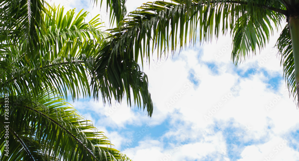 beautiful blue palm tree with clouds and leaves