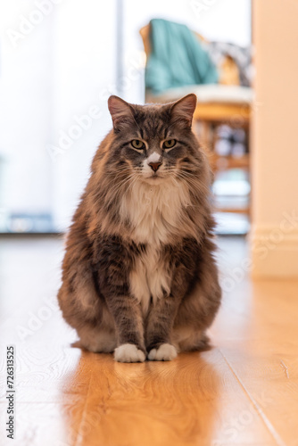 Maine coon cat with green eyes and grey fur