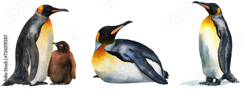 Watercolour style illustration clipart collection of king penguins isolated on a whte background