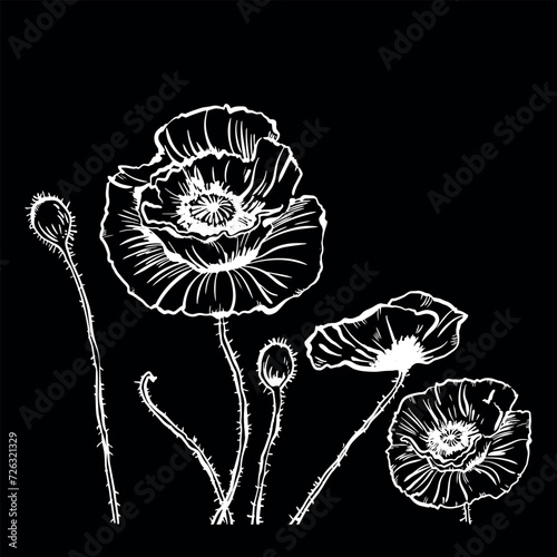 Vector drawing of poppy flowers and leaves, isolated floral elements with a black line on a white background, hand-drawn illustration of a botanist.