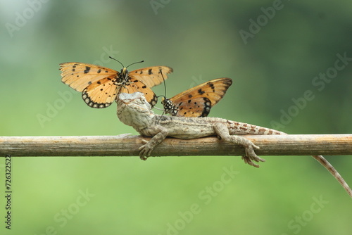 bearded dragon, butterfly, a bearded dragon, and two butterflies sitting on its body © ridho