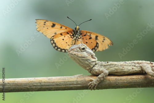 butterfly, bearded dragon, the story of the friendship between butterfly and bearded dragon  © ridho