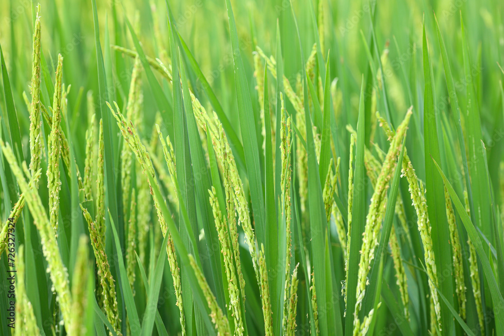 Closeup yellow paddy rice field with rice Flower. Rice field on rice paddy green Closeup yellow paddy rice field with rice Flower. Rice field on rice paddy green