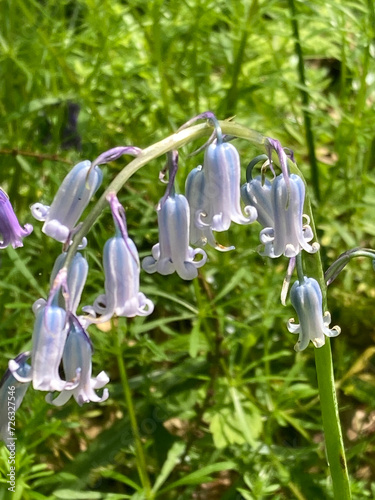 Weiß blühendes Hasenglöckchen oder Bluebells, Hyacinthoides