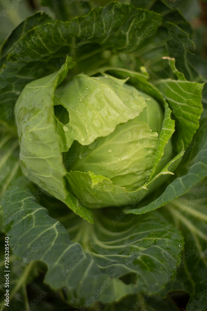 cabbage in the garden cabbage in the garden