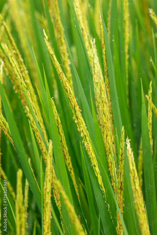 Closeup yellow paddy rice field with rice Flower. Rice field on rice paddy green Closeup yellow paddy rice field with rice Flower. Rice field on rice paddy green