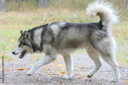 A Malamute dog wanders down the street.