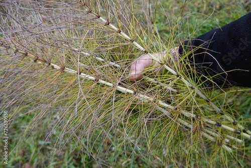 man collects horsetail for medicinal use. Equisetum arvense harvested for home remedies.