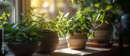 Selective focus is used to capture the creative background of a real room interior with green houseplants on a window sill, illuminated by natural light.