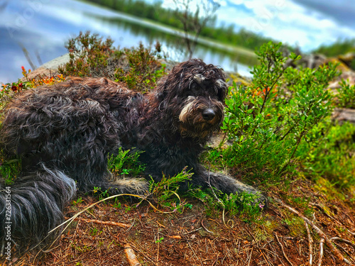 Portrait of a Goldendoodle dog. The dog is lying by the lake. With curly black fur photo