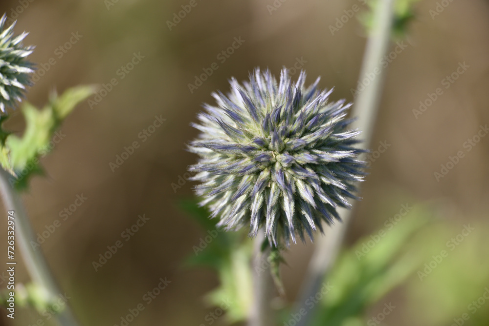 Echinops sphaerocephalus still green just before flowering Echinops sphaerocephalus still green just before flowering