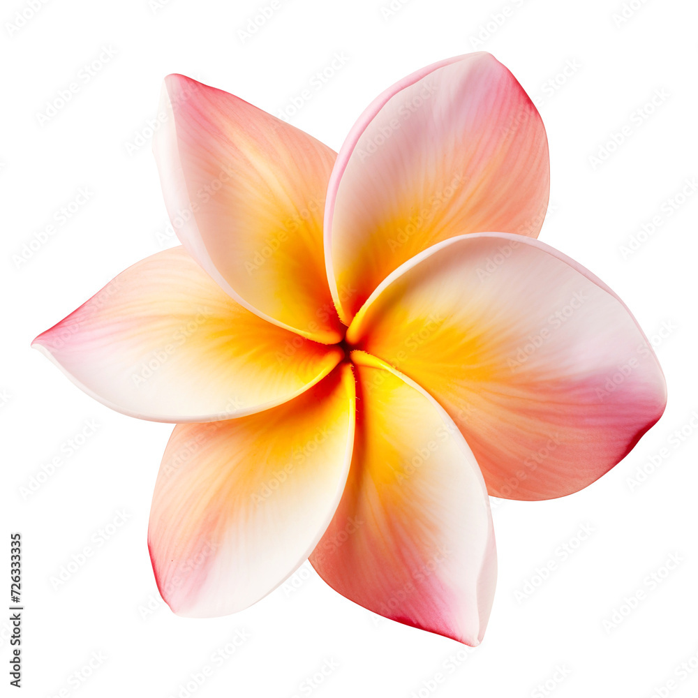 frangipani flower isolated on transparent background Remove png, Clipping Path, pen tool, white frangipani flower isolated on transparent background Remove png, Clipping Path, pen tool, white