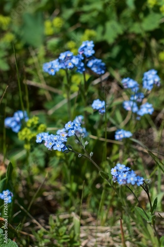 Close up photo of a blue forget-me-not flowers in the green grass