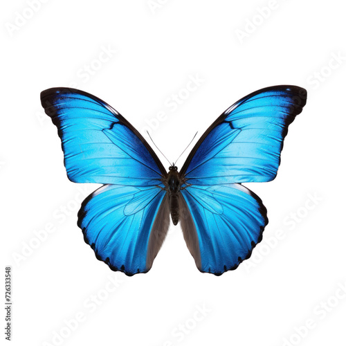 blue butterfly on transparent background