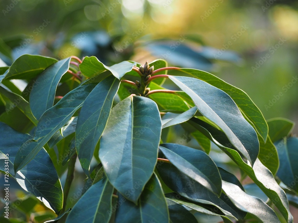 Obraz premium 常緑樹 エゾユズリハ