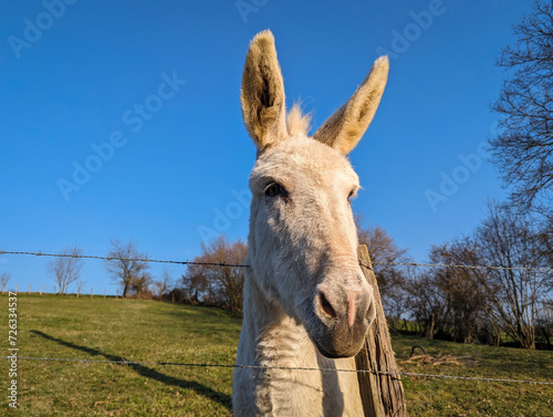 Serenidade na natureza: Entre uma cerca e verdes pastagens, um encantador e meigo burro em perfeita harmonia