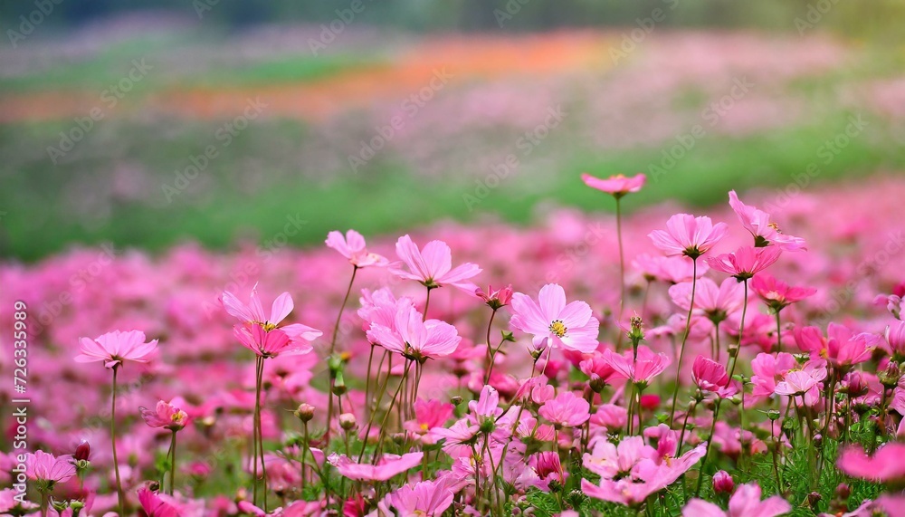 Beautiful Pink Flower Field in spring season