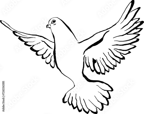Taube fliegend
