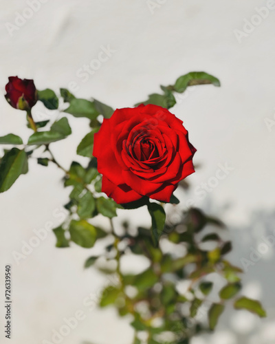 Fototapeta Naklejka Na Ścianę i Meble -  red rose in the garden